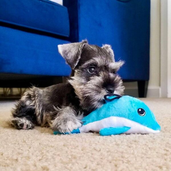 Schnauzer Puppies Pics 9 Weeks Old - Image 3