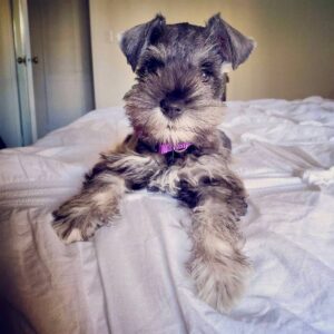 Schnauzer Puppies Pics 9 Weeks Old