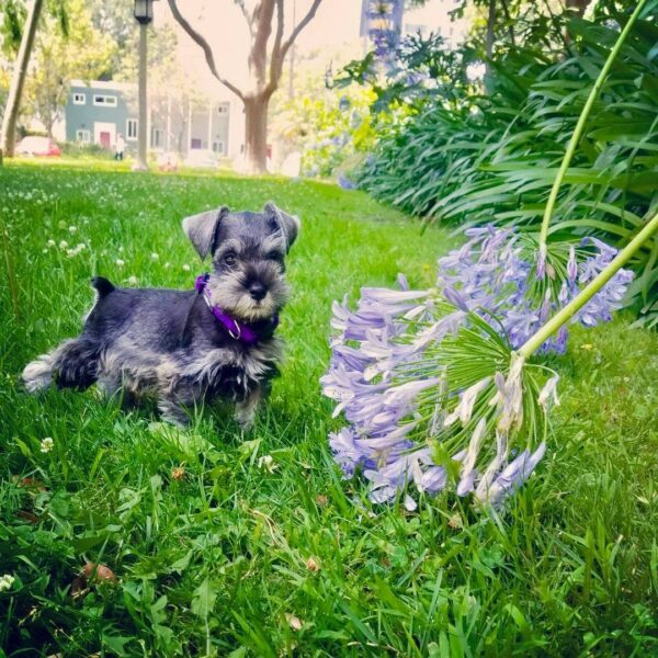 Schnauzer Puppies Pics 9 Weeks Old - Image 2